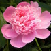Pink Peony by daisymiller