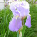 Iris Garden by daisymiller