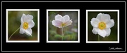 20th May 2015 - Japanese Anemone Collage