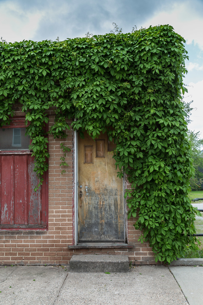 Vine Covered Cottage  (Urban Style) by lindasees