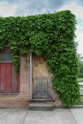 19th May 2015 - Vine Covered Cottage  (Urban Style)
