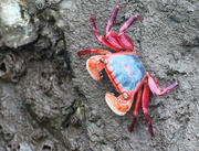 20th May 2015 - A Crab Unknown