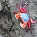 A Crab Unknown by terryliv