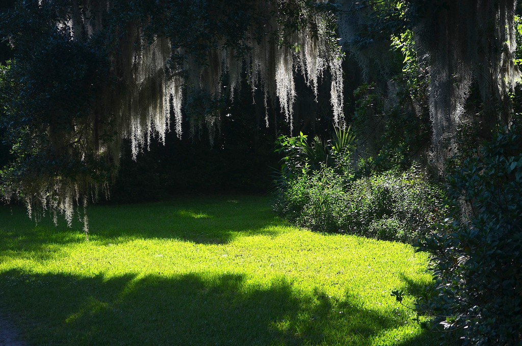Moss and sunlight, Magnolia Gardens, Charleston, SC by congaree