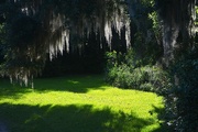 20th May 2015 - Moss and sunlight, Magnolia Gardens, Charleston, SC
