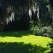 Moss and sunlight, Magnolia Gardens, Charleston, SC by congaree