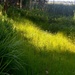Golden light on grass, Magnolia Gardens, Charleston, SC by congaree