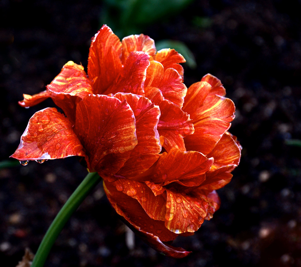 Spectacular Tulip for @pistache  by vera365