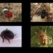 Italian invertebrates vol 2 by steveandkerry