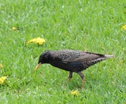 16th May 2015 - European Starling .... I Think ....