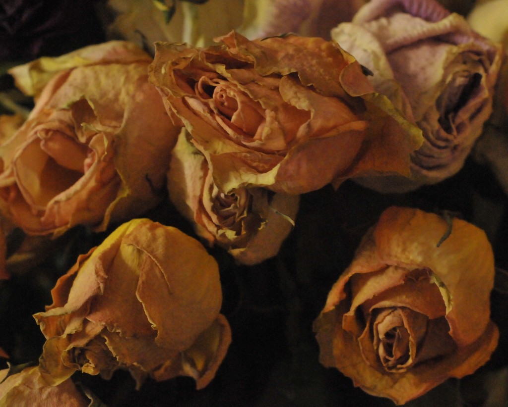 Roses by kathyrose