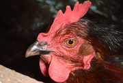 20th May 2015 - broody hen