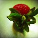 A Strawberry in the Sink by olivetreeann