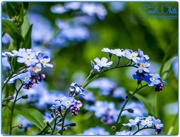 20th May 2015 - Forget-Me-Nots