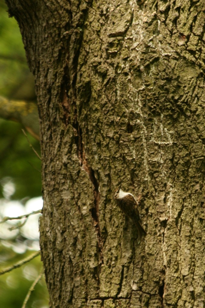 Treecreeper by orchid99