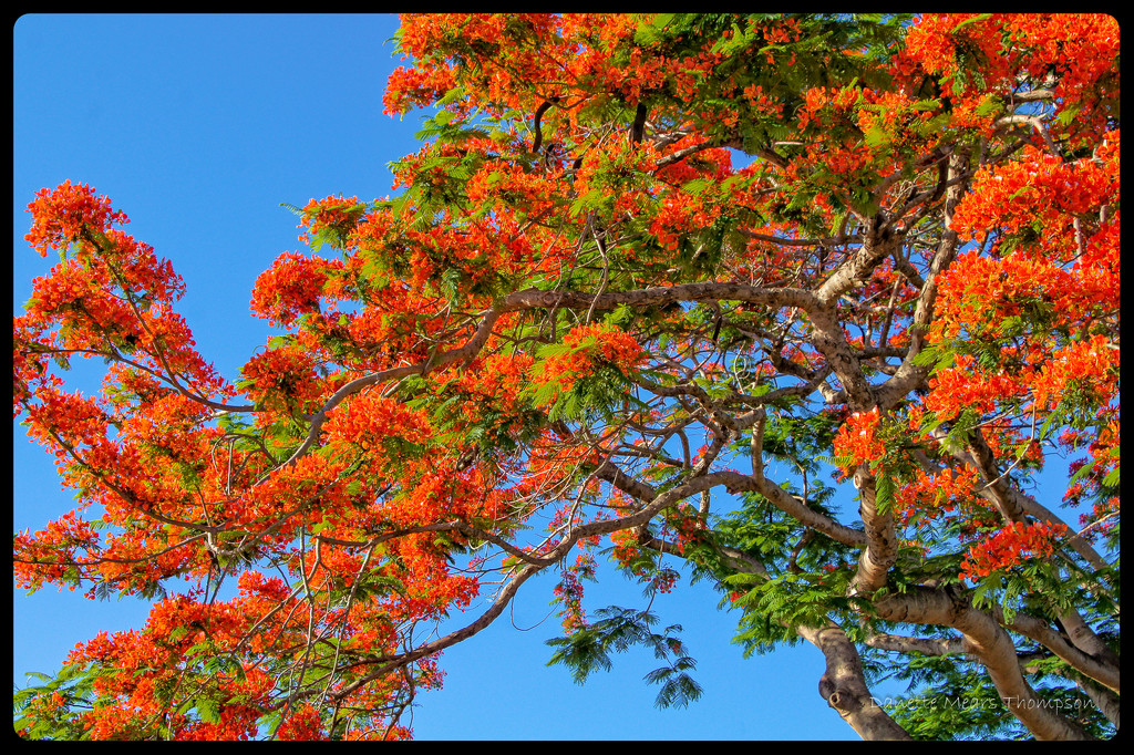 Royal Poinciana by danette