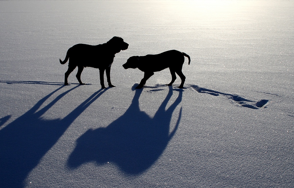 Dogs in snow by lily