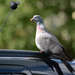 Who's been sitting on my car? by richardcreese