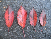 14th Nov 2014 - Red leaves