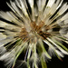 Dandelion by richardcreese