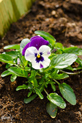20th May 2015 - Viola tricolor 