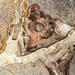 In the rock by dulciknit