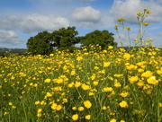 18th May 2015 - Sunday buttercups