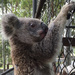 Where's my dinner?! by koalagardens
