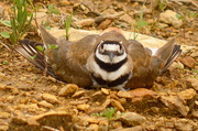 20th May 2015 - Mother Bear, I Mean Killdeer