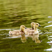 Three Canadian goslings! by fayefaye