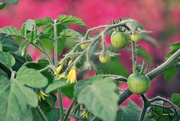 20th May 2015 - Green Cherry Tomatoes