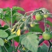 Green Cherry Tomatoes by mhei