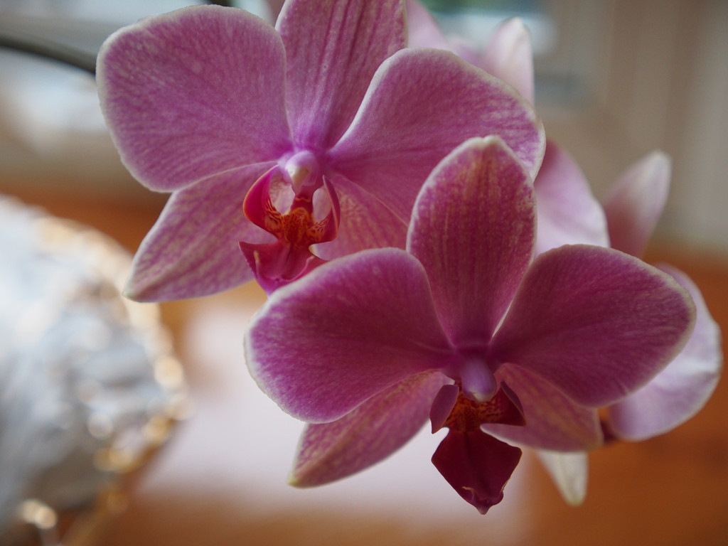Orchids by selkie