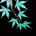 Negative Japanese Maple Leaves by mhei