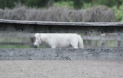 20th May 2015 - White pony