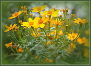 21st May 2015 - Coreopsis