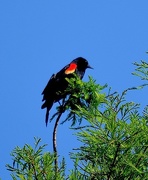 21st May 2015 - Red-winged blackbird