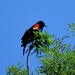 Red-winged blackbird by congaree