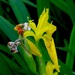 Iris, Magnolia Gardens, Charleston. SC by congaree