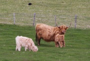 19th May 2015 - Highland Cattle