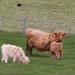 Highland Cattle by oldjosh