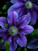 19th May 2015 - Clematis