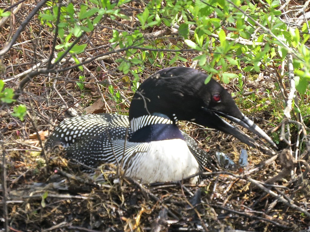 Loon on Nest by rob257