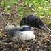 Loon on Nest by rob257