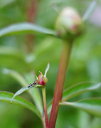 21st May 2015 - Peonies and Ants