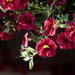  Basket Flowers by gardencat