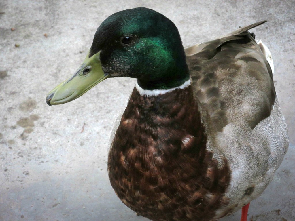 Hello pretty duck by mittens