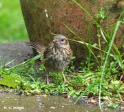 21st May 2015 - Young birdie