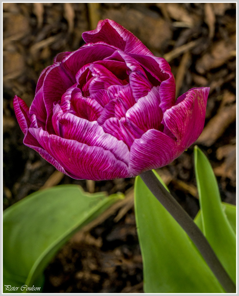 Tulip Lines by pcoulson