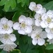 Flowers - Hawthorn by cataylor41